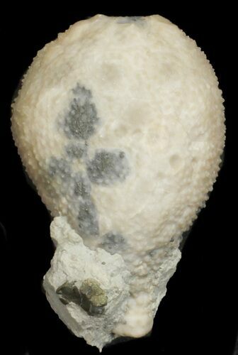 Cystoid (Holocystites) Fossil - Indiana #62001